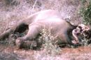 Victim of Poaching for Ivory!